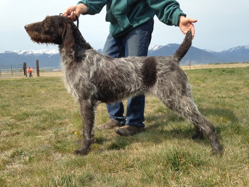 german wirehaired pointer california