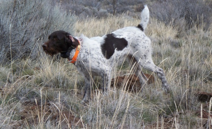 German Wirehaired Pointer, GWP - Yeti Rambler - Wind River Outpost