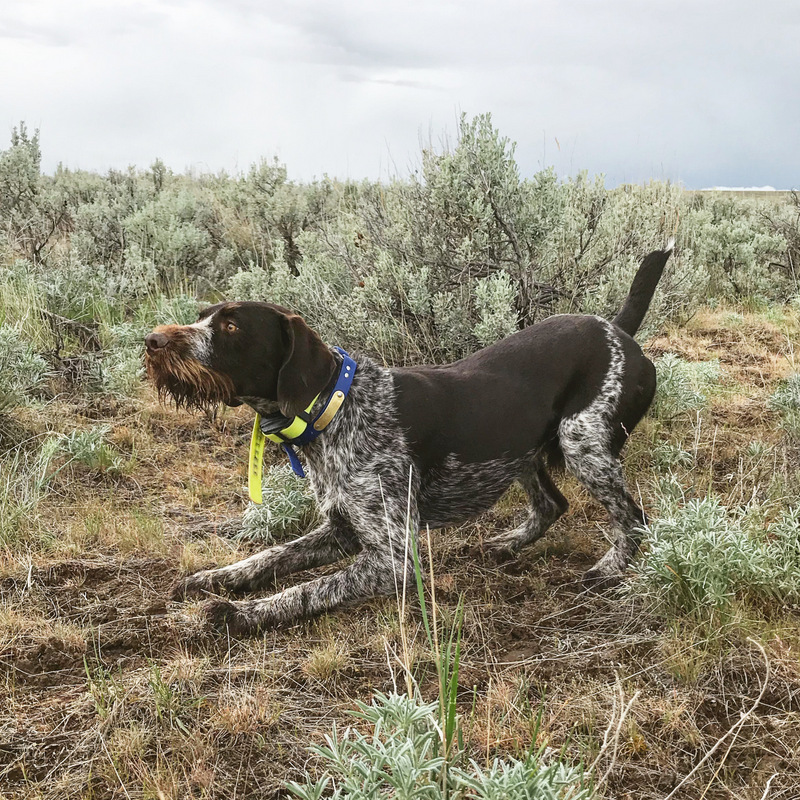 Bone Point's Gunnar "Odin"