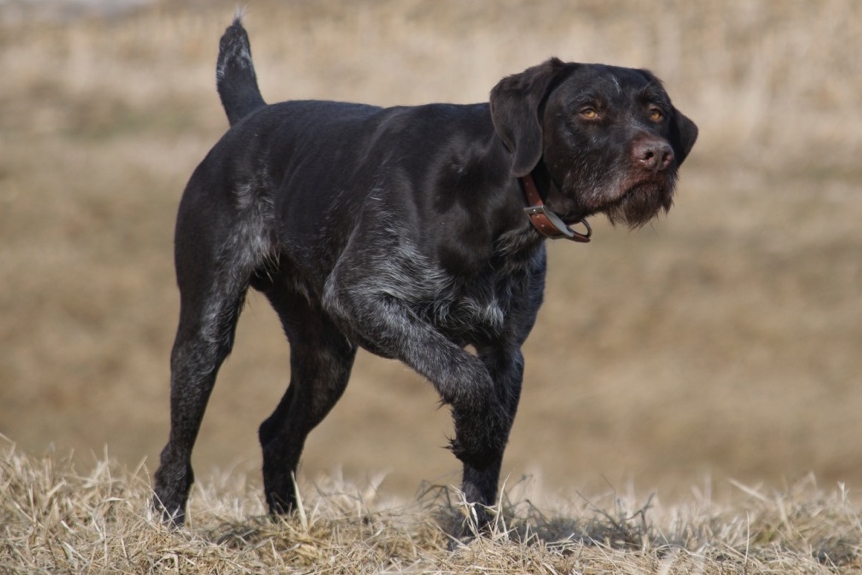 german wirehaired pointer liver