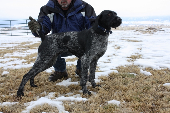 GERMAN WIREHAIRED POINTERS Breeding Qualified Females
